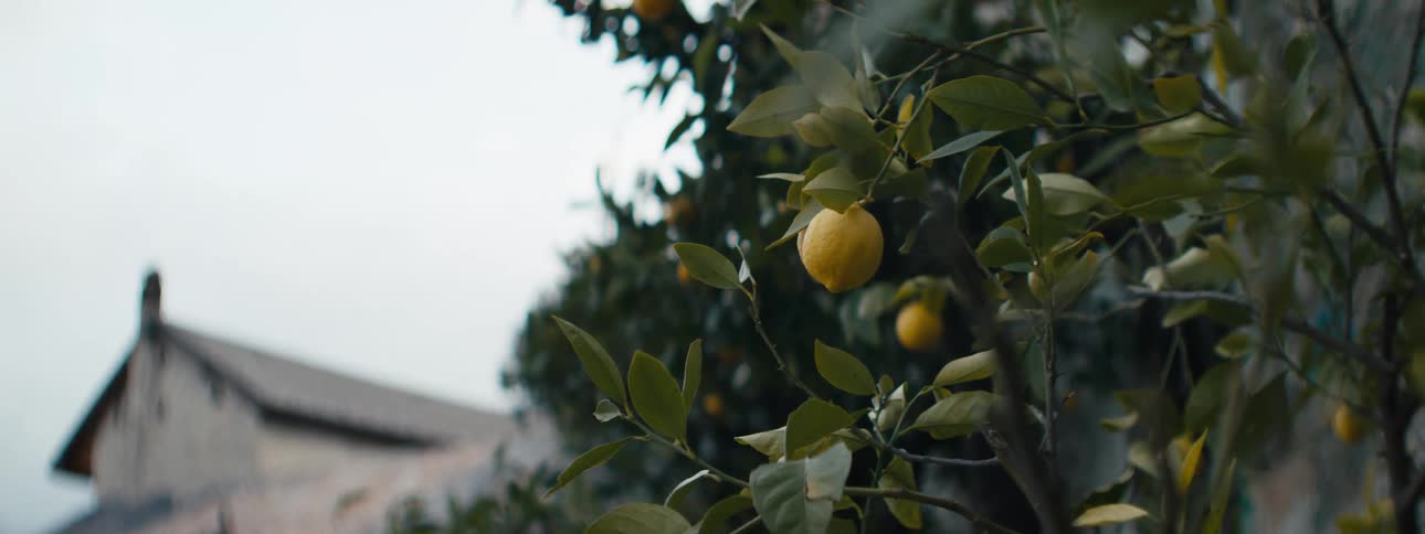 A lemon tree with ripe yellow fruit hangs in the sunlight at midday
