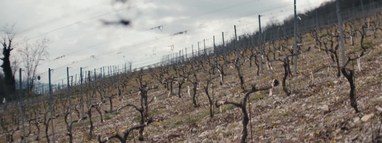 Leafless vines stretch in rows under a cloudy sky