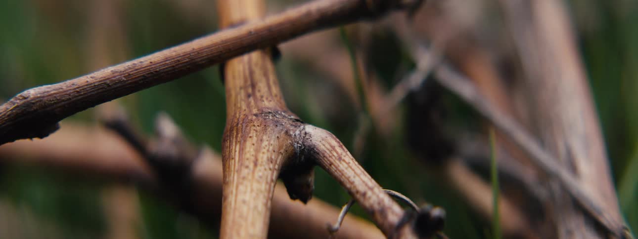 Closeup of brown vines against blurred green grass