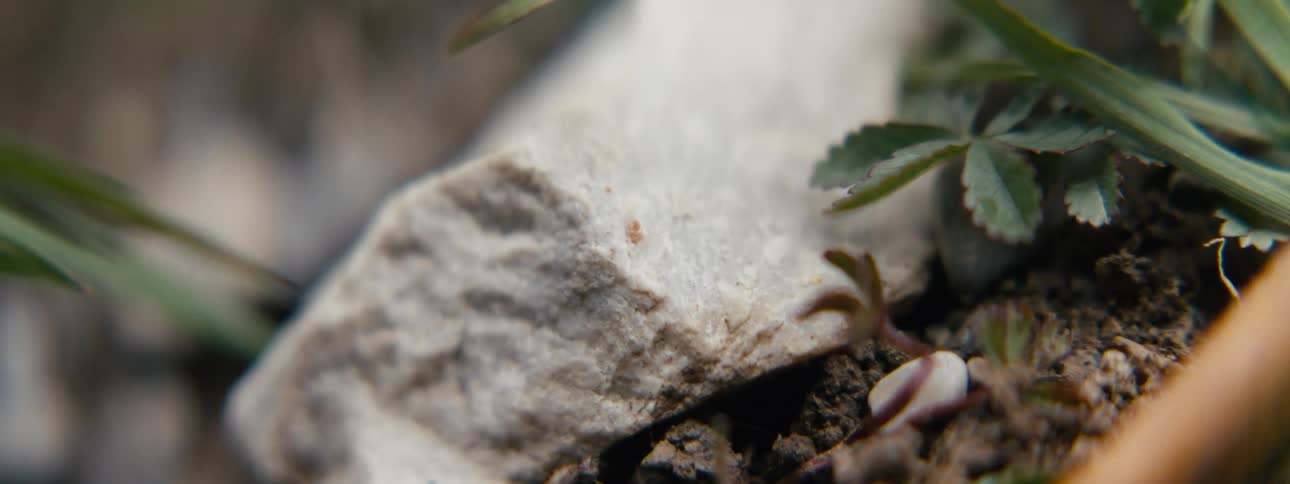 Small green sprout emerges among the soil and pieces of wood