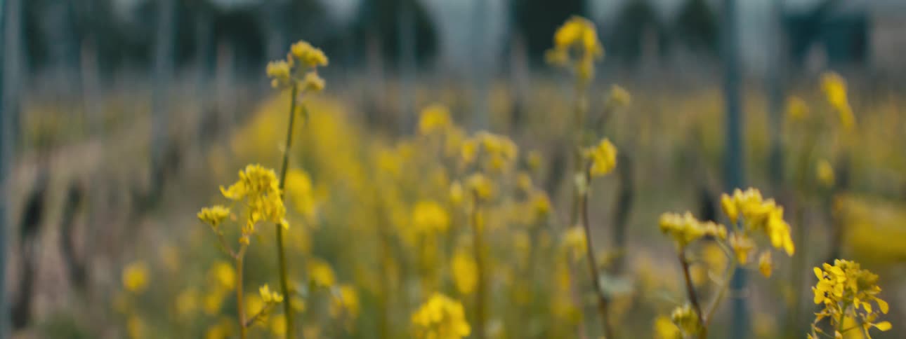 The fields are full of yellow flowers