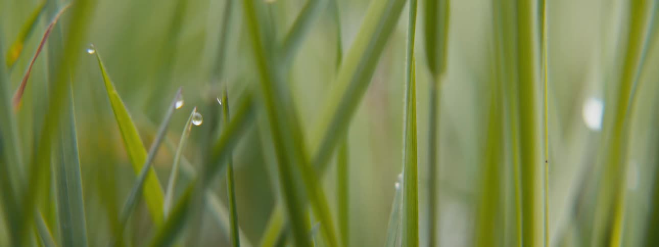 Water is on the blades of grass