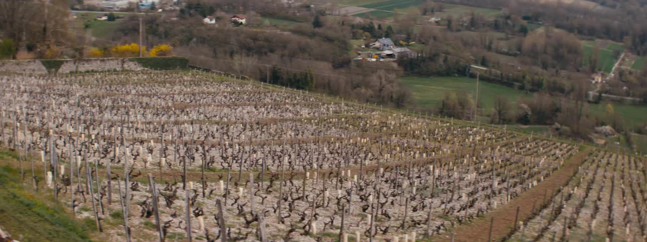 The crops are on a hill in the rural area