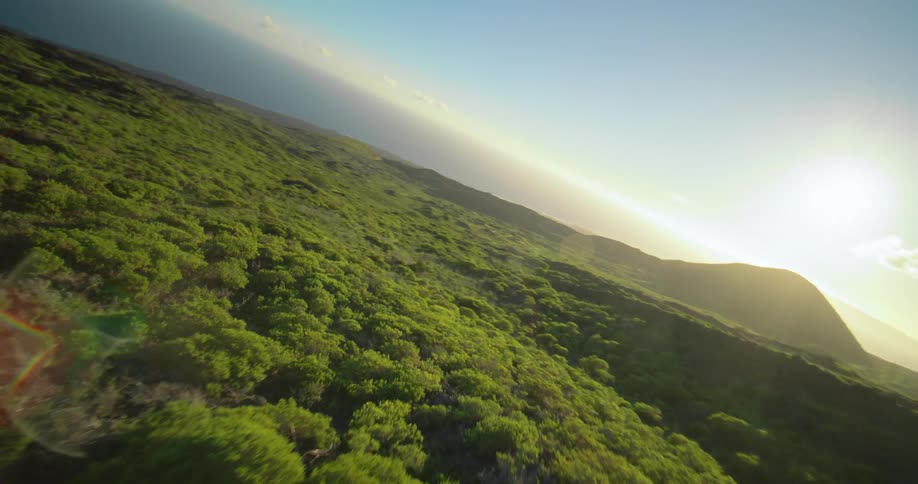 Lush forest sloping toward the ocean under clear sky aerial tilted view at sunrise or sunset