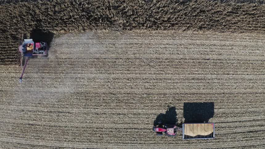 Combine harvester unloads harvest into tractor with cart as they move together through cultivated field