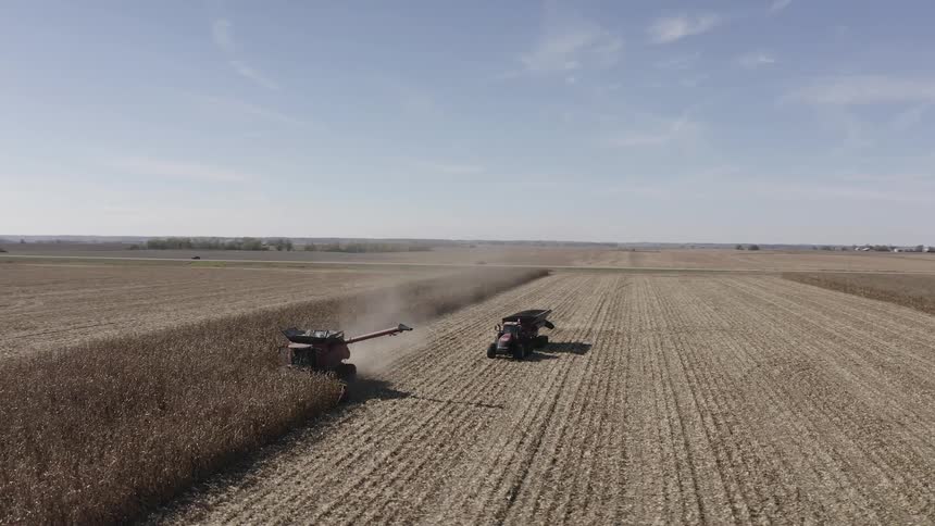 Red combine harvesters operate in a wide cornfield