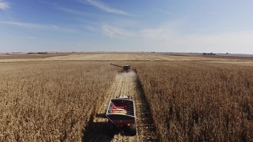 Combine harvester moves through dry cornfield under clear sky carving a path through the crop