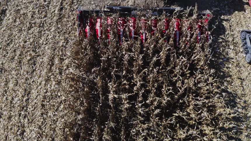 Red combine harvester collecting dry corn in agricultural field viewed from above