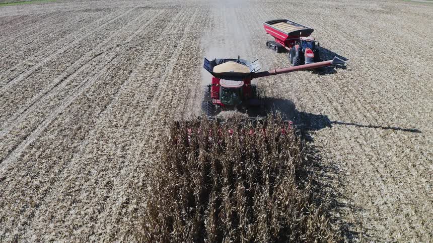 The grain is being harvested by the tractors