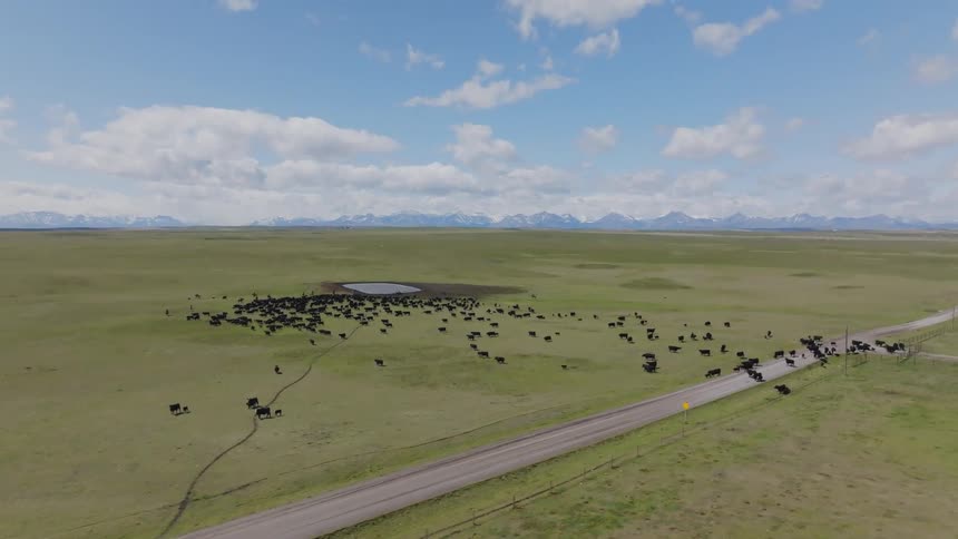 Herd of cattle spreads across a vast green field under a blue sky with clouds