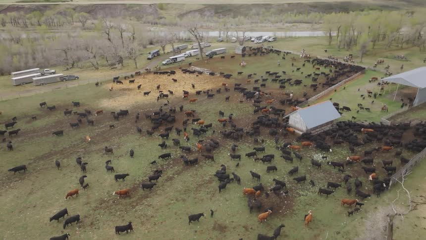 The farm is full of cows walking around