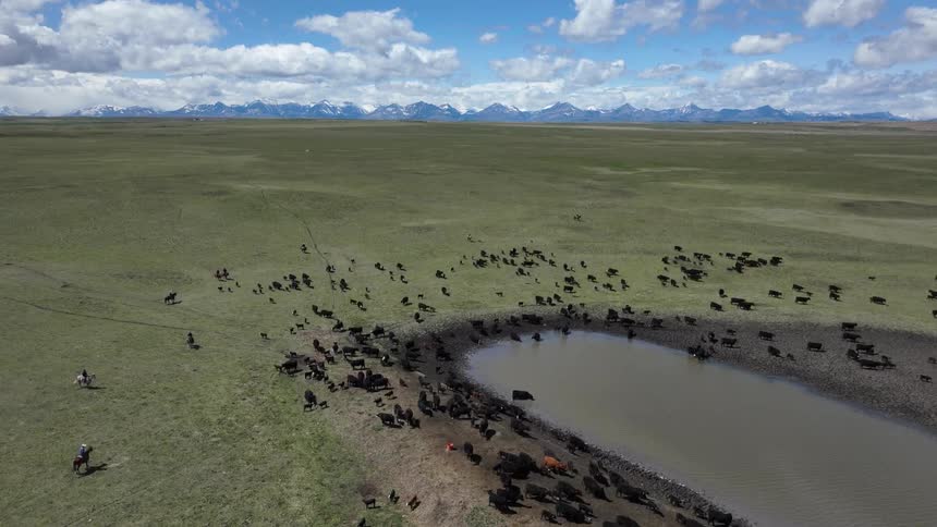 Cattle gather around pond in flat pasture with snowcapped mountains in the background under partly cloudy sky