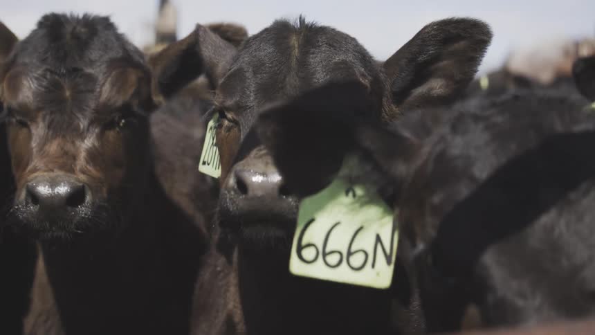 Black cattle with green ear tags crowd in pen highlighting livestock identification practices