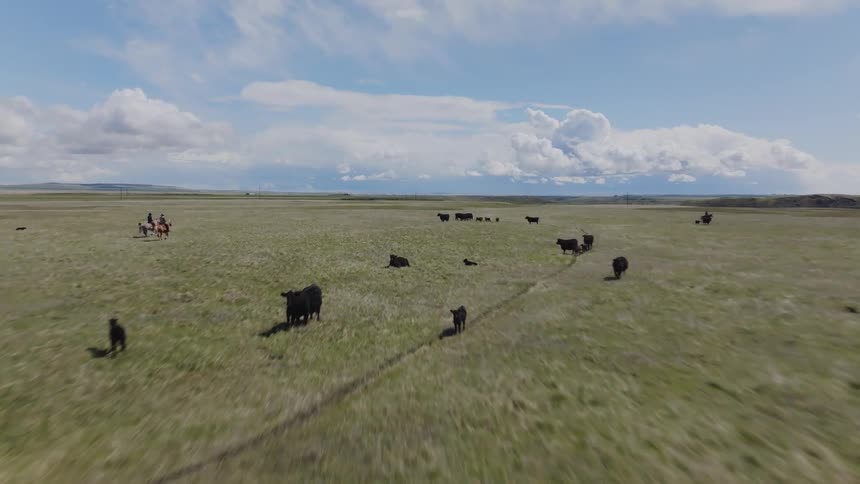 Herd of cattle and calves walks across a vast field under a partly cloudy sky