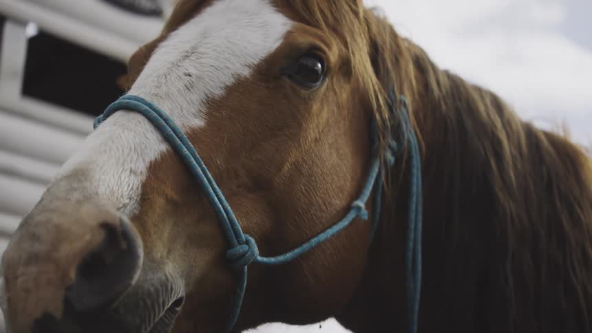 Brown horse with white blaze on its face wears a blue halter under a partly cloudy sky