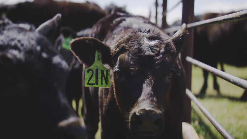 The cow opens its mouth wide