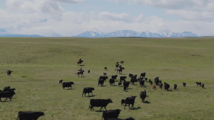 Aerial view of ranchers herding cattle across open grassland under a bright sky