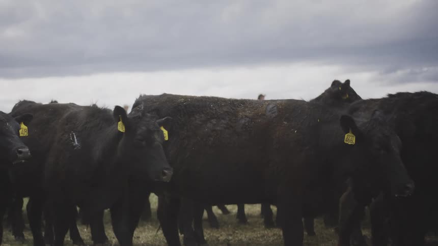 The black cows are all standing together on the grass