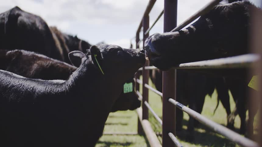Black and white cattle gather near metal fence in rural livestock handling setting