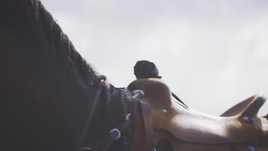 Closeup of a dark bay horses head in a halter with brass buckles ears forward and lead rope standing near a man and another horse