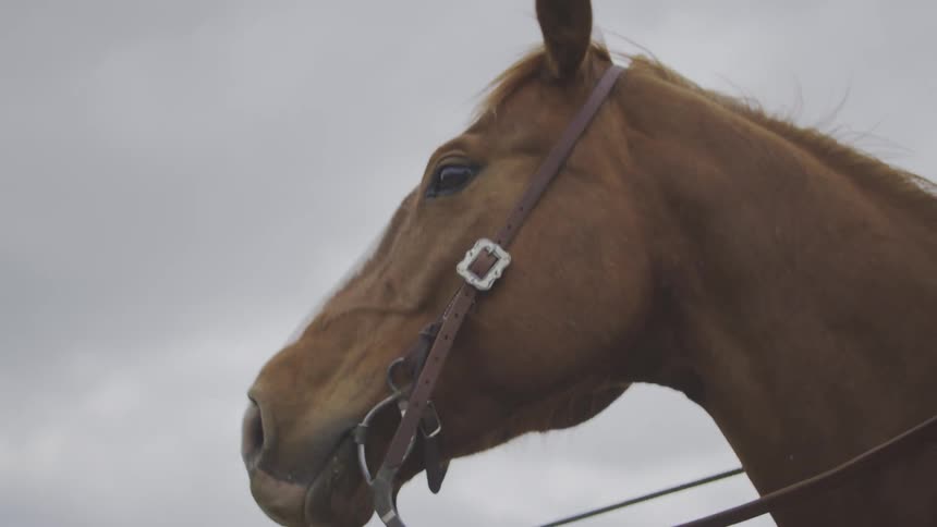 A dynamic sequence transitioning from a closeup on a persons boot in a stirrup on the side of a horse to a closeup profile view of the same horses head against a bright overcast sky