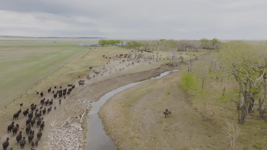 An aerial view shows a large herd of black cattle being driven along a wide dry path next to a winding stream and trees by cowboys on horses across a vast green prairie under an overcast sky