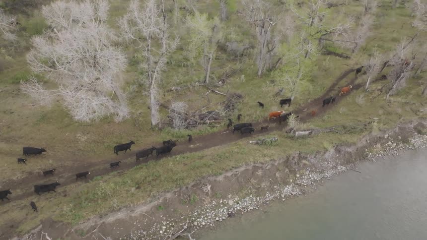 Black cattle walk along trail through pale trees near rocky riverbank
