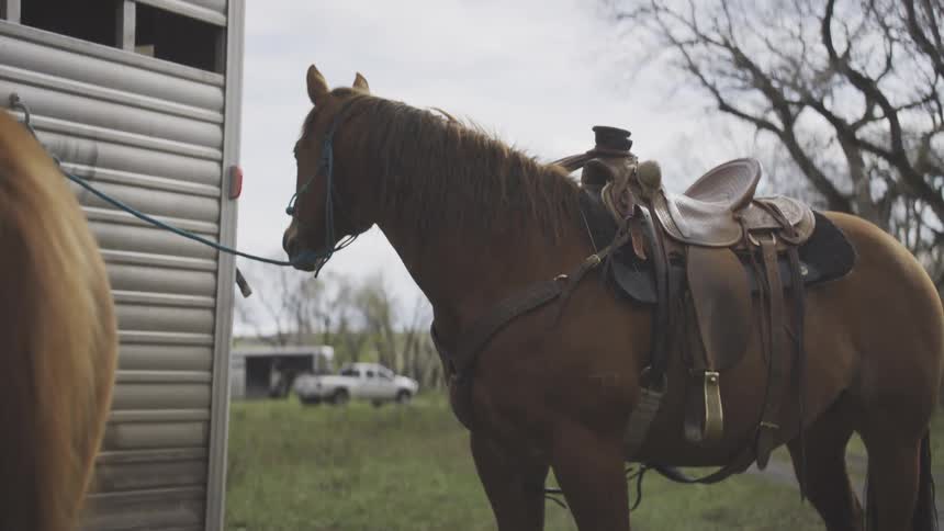 The horse is tied to the trailer
