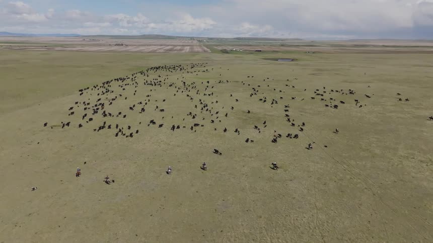 Aerial of a guided cattle herd grazing on a grassland during daytime