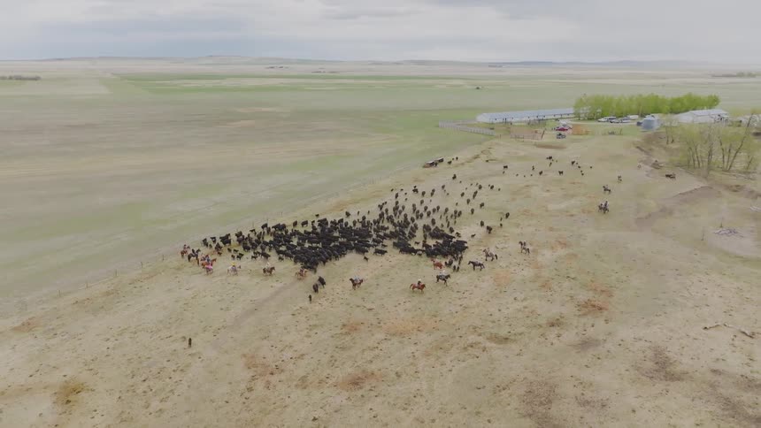 Aerial of cattle being herded by ranchers on horses on a large field