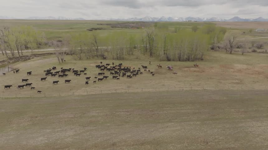 Cattle scattered across rural field with snowcapped mountains in the background