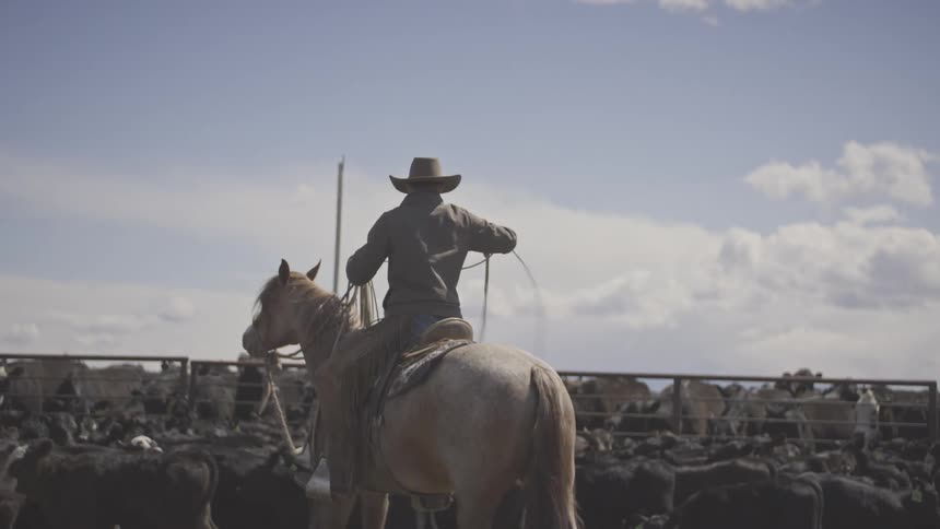 Cowboy with hat and lasso riding lightcolored horse overlooking cattle in pen under blue sky
