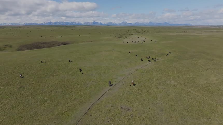 People on horseback herding cattle across open land with mountains in the background