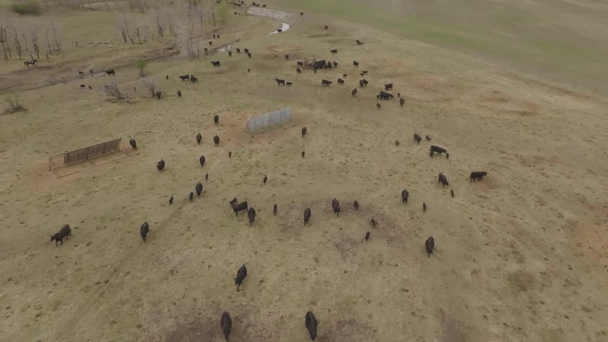 Herd of cattle spreads across a dry field in a wide rural area