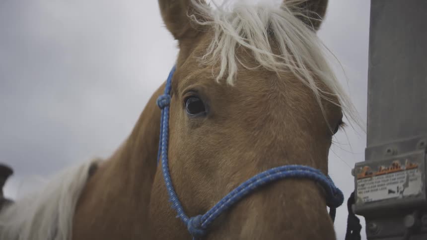 Wind blows the white hair on the horse