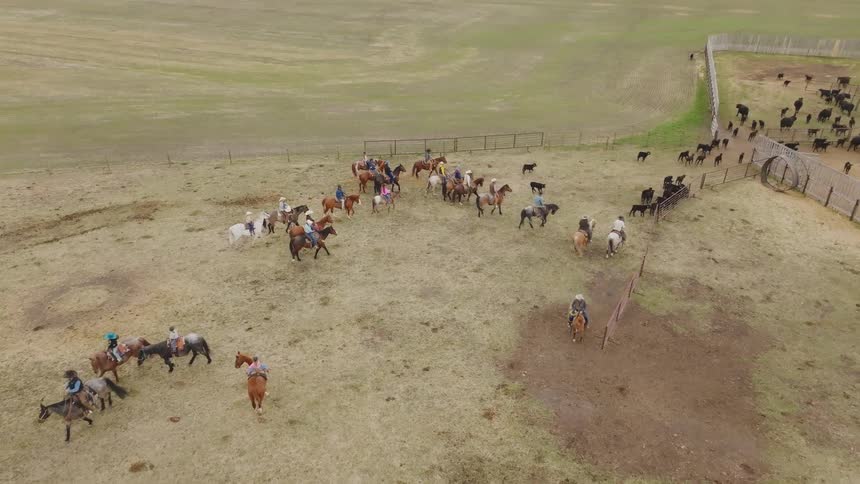 Group of riders drives a herd of cattle toward a corral in an open field