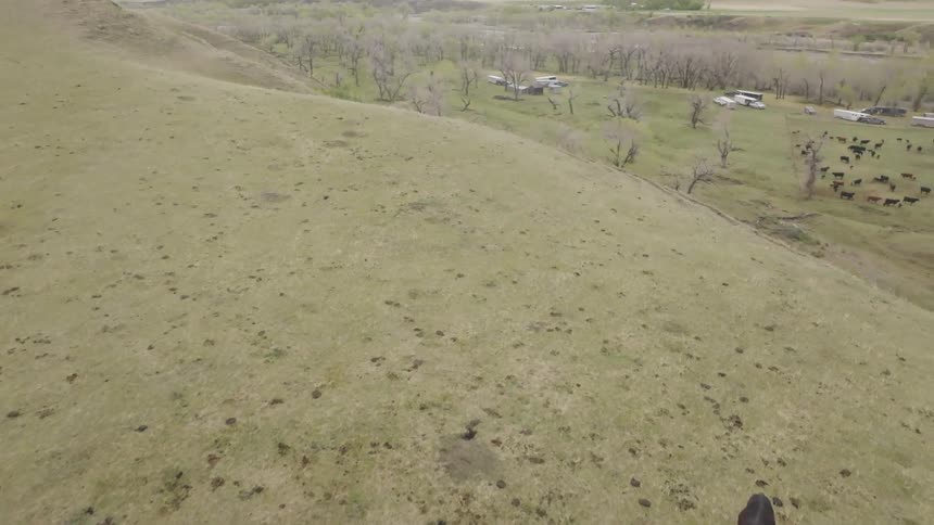 Riders herding cattle in fenced field with sparse vegetation seen from above