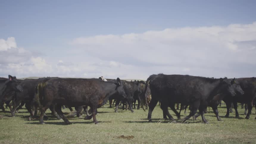A herd of mostly black angus cattle and calves moves forward across a dry grassy field under a bright blue sky with scattered white clouds