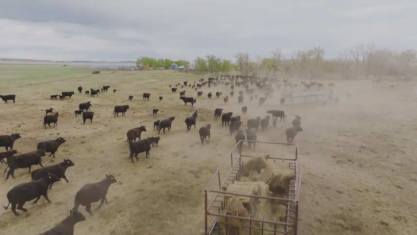 Herd of cattle kicks up dust while crossing a field near a stream