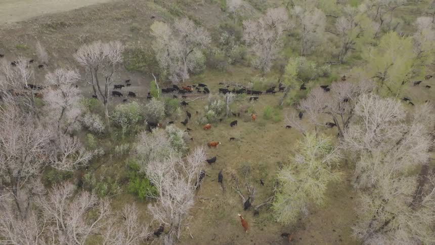 Aerial of a guided cattle herd grazing openly in a field during daytime