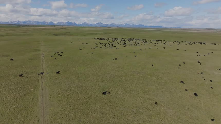 Black cattle scattered across open field with snowcapped mountains in the background under partly cloudy sky