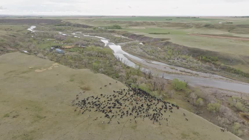 An aerial wide view shows a large herd of black cattle on a grassy hillside being herded toward a winding river valley with bare trees and a distant farmstead under a cloudy sky