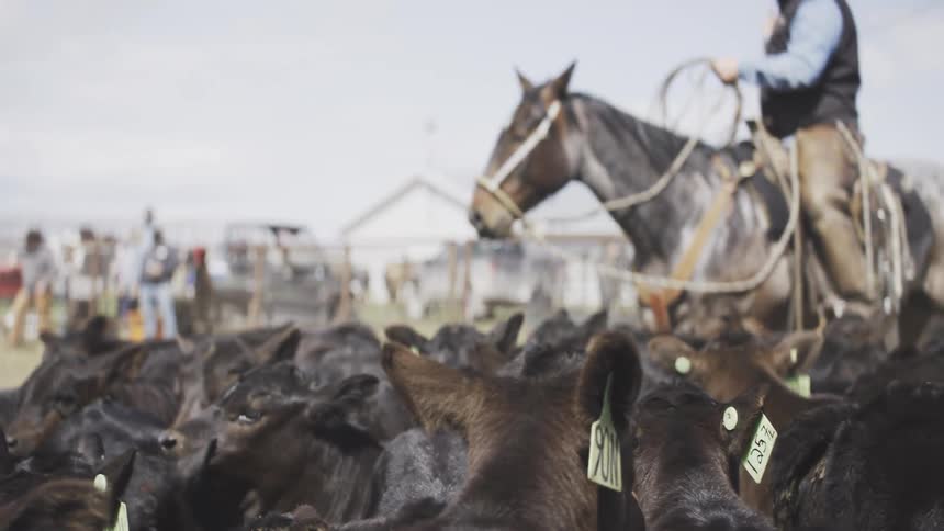 Cowboy on horseback drives a herd of tagged calves in a corral
