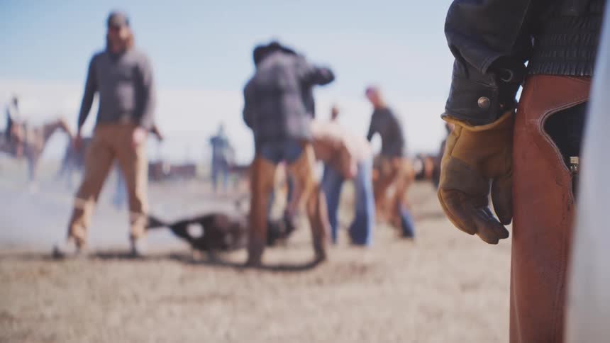Cowboys perform cattle handling in an open field under a clear sky