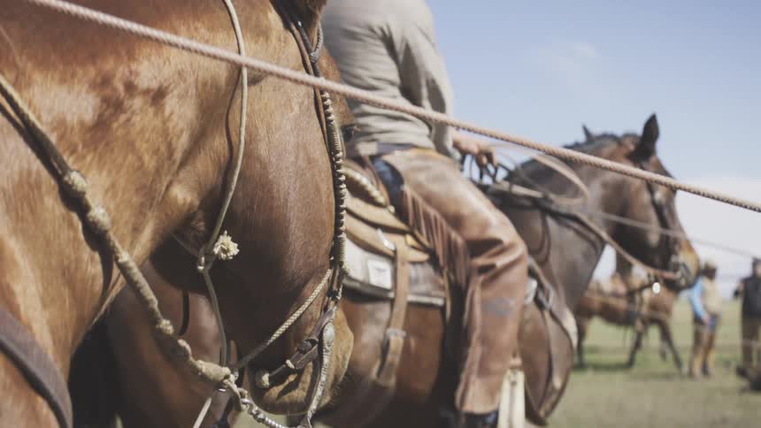 A closeup view focuses on the bridled heads of two brown horses with riders wearing chaps in the background standing in a grassy field under a bright blue sky