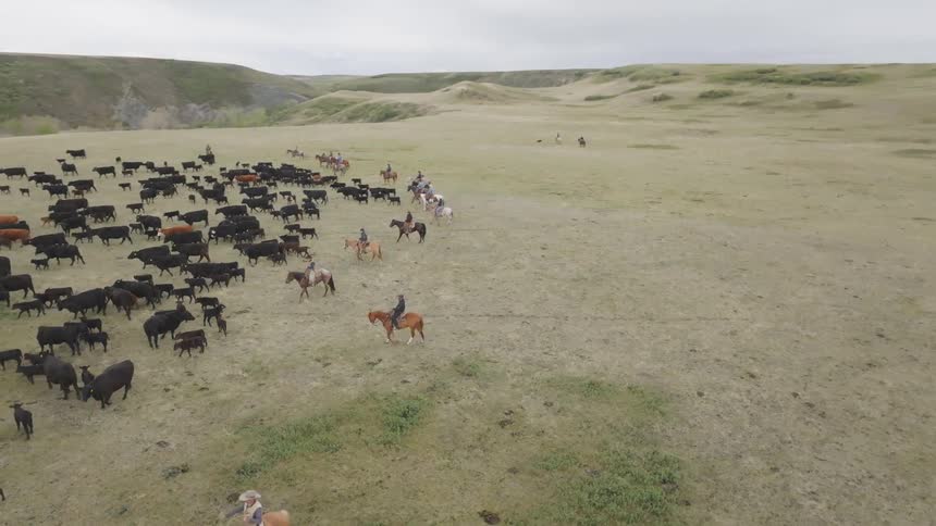 Group of riders drives a large herd of cattle across an open field