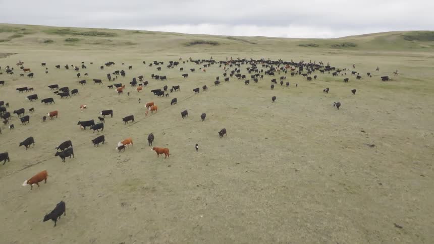 Riders scattered among cattle herd in wide field under cloudy sky
