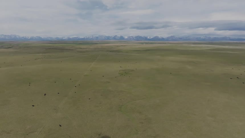 Cattle scattered across flat field with snowcapped mountains in the background