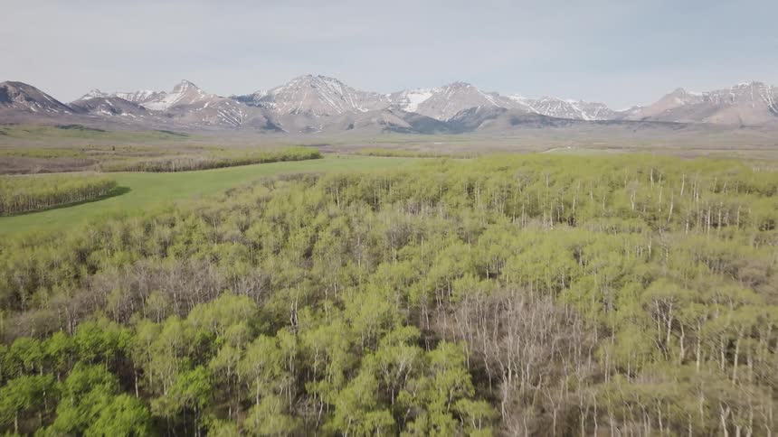 Green forest stretches at the foot of snowcapped mountains under a clear sky
