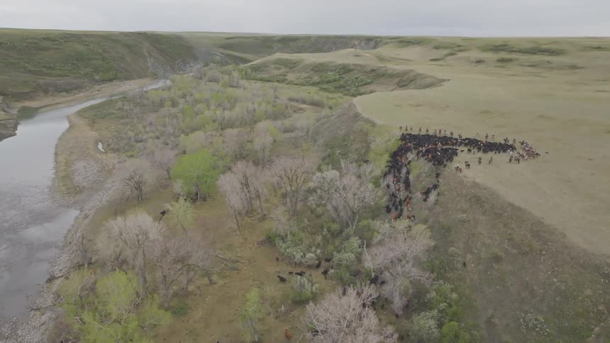 Cattle herd being driven by riders across rolling terrain with scattered trees